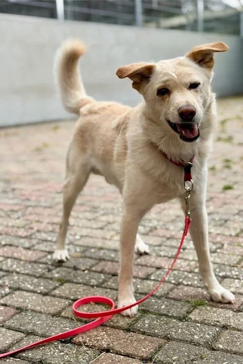 Umka, male 6yo Mixed Breed for adoption at Tierheim Aachen, Aachen