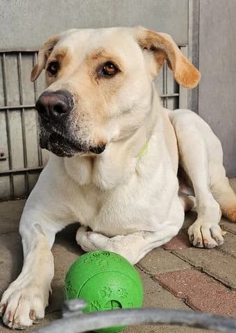 Pasha, male 5yo Labrador Retriever for adoption at Tierheim Aachen, Aachen