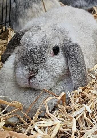 Joshi (Bailey), female senior mixed breed for adoption at Tierheim Aachen, Aachen