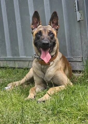 Ice, male young German Shepherd for adoption at Tierheim Aachen, Aachen