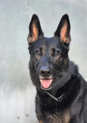 Nox, male 3yo German Shepherd for adoption at Tierheim Aachen, Aachen