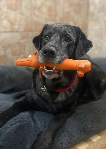 Herr Schulz, male 6yo Labrador Retriever for adoption at Tierheim Aachen, Aachen