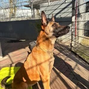 Luna, female senior Belgian Malinois for adoption at Tierheim Aachen, Aachen