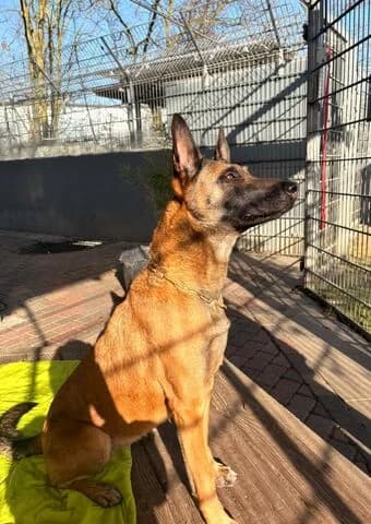 Luna, female senior Belgian Malinois for adoption at Tierheim Aachen, Aachen