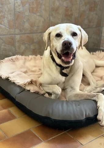 Prinz, male 5yo Labrador Retriever for adoption at Tierheim Aachen, Aachen