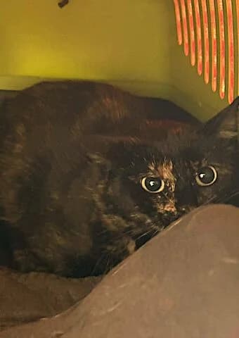 Minerva, female young mixed breed for adoption at Tierheim Aachen, Aachen
