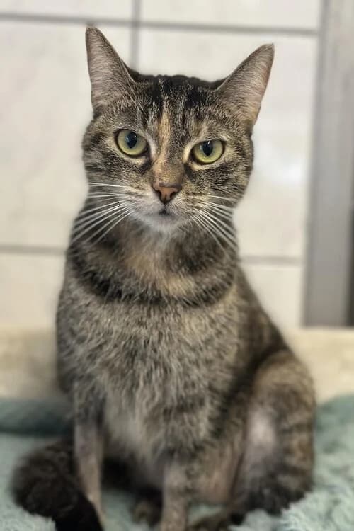Alina, female senior mixed breed for adoption at Tierheim Aachen, Aachen