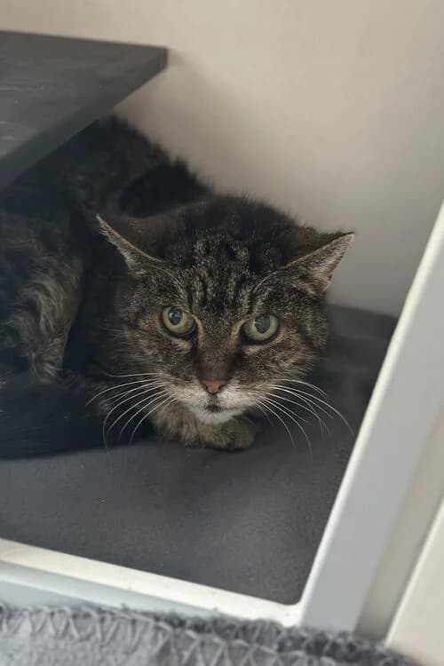 Mau, female senior mixed breed for adoption at Tierheim Aachen, Aachen