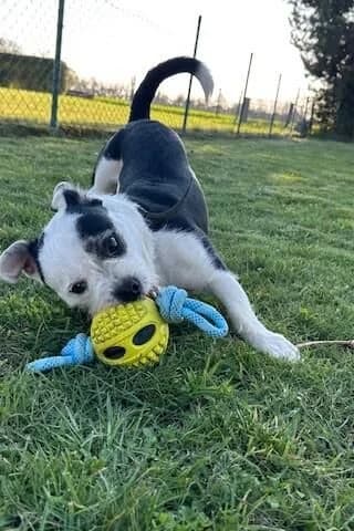 Tyson/Petey, male young Mixed Breed for adoption at Tierheim Aachen, Aachen