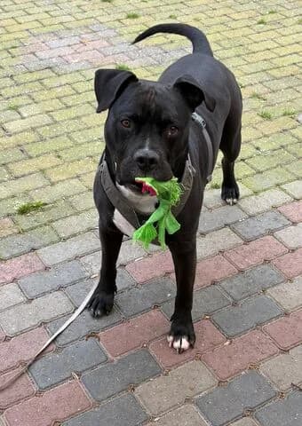 Migo, male 7yo Staffordshire Bull Terrier for adoption at Tierheim Aachen, Aachen
