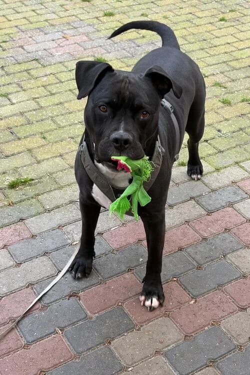 Migo, male 7yo Staffordshire Bull Terrier for adoption at Tierheim Aachen, Aachen