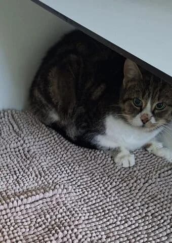 Taro, female 4yo mixed breed for adoption at Tierheim Aachen, Aachen