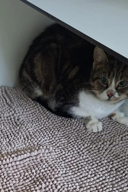 Taro, female 4yo mixed breed for adoption at Tierheim Aachen, Aachen