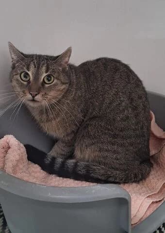 Moon, female mixed breed for adoption at Tierheim Aachen, Aachen