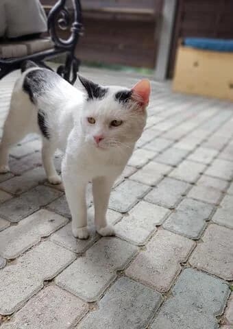 SchrΓΆdinger, male 5yo mixed breed for adoption at Tierheim Aachen, Aachen