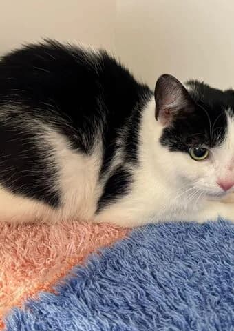 Maria, female senior mixed breed for adoption at Tierheim Aachen, Aachen