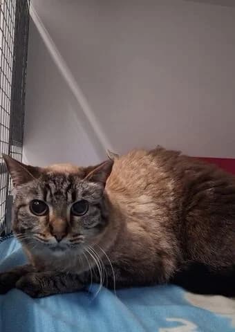Amber, female senior mixed breed for adoption at Tierheim Aachen, Aachen