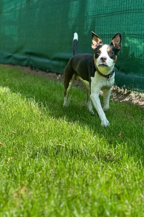 Calito, male senior Staffordshire Bull Terrier for adoption at Tierheim Aachen, Aachen