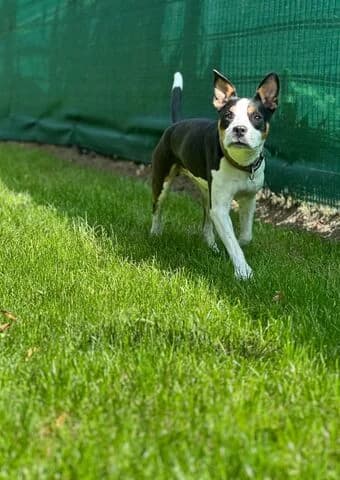 Calito, male senior Staffordshire Bull Terrier for adoption at Tierheim Aachen, Aachen