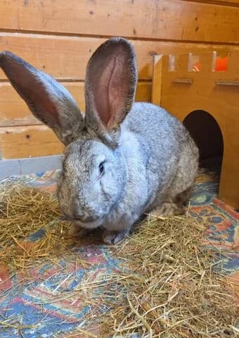Suki, female mixed breed for adoption at Tierheim Aachen, Aachen