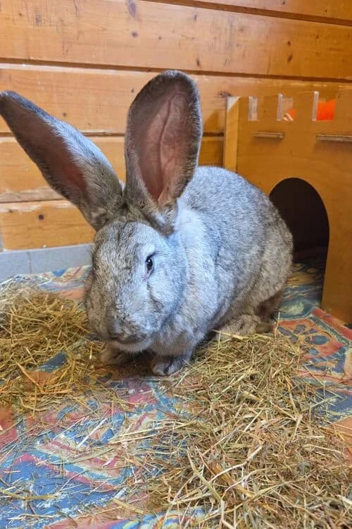 Suki, female mixed breed for adoption at Tierheim Aachen, Aachen