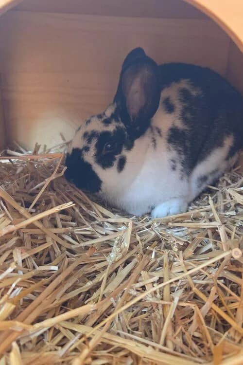 Sokka, male mixed breed for adoption at Tierheim Aachen, Aachen
