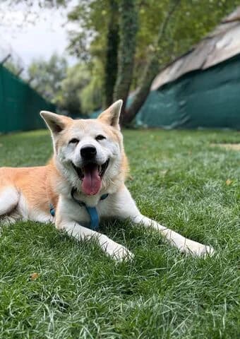 Jack, male senior Akita for adoption at Tierheim Aachen, Aachen