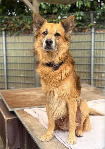 Majki, male 7yo Mixed Breed for adoption at Tierheim Aachen, Aachen