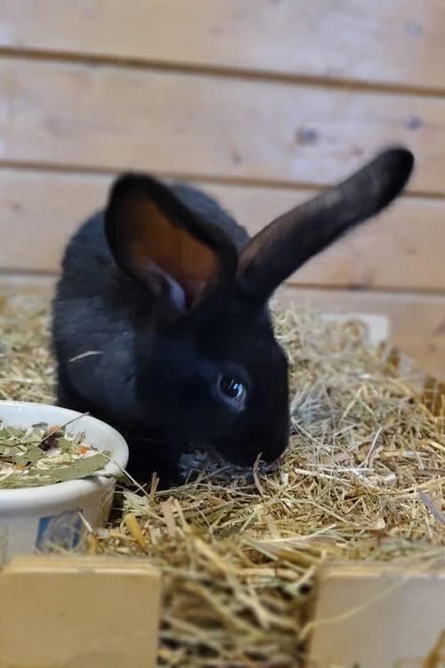Nali, male mixed breed for adoption at Tierheim Aachen, Aachen