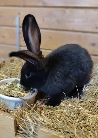 Willow, male puppy mixed breed for adoption at Tierheim Aachen, Aachen
