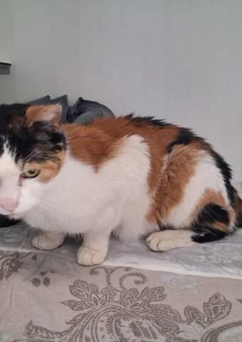 Ramona, female senior mixed breed for adoption at Tierheim Aachen, Aachen