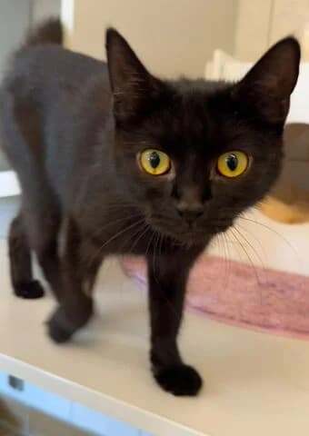 Nora, female young mixed breed for adoption at Tierheim Aachen, Aachen