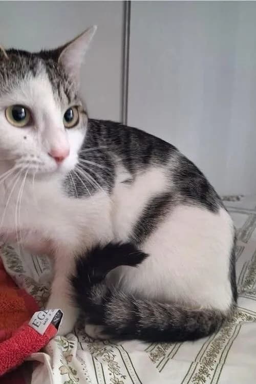 Darius, male mixed breed for adoption at Tierheim Aachen, Aachen