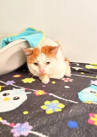 Rusty, male 5yo mixed breed for adoption at Tierheim Aachen, Aachen