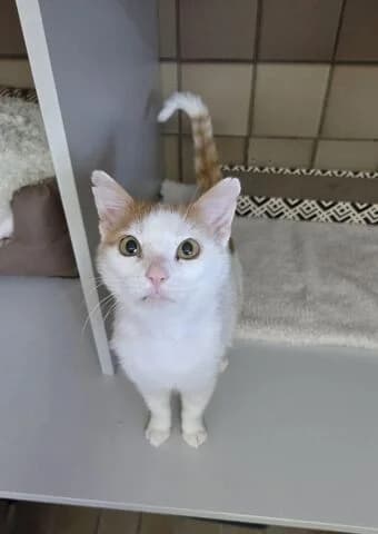 Rusty, male 5yo mixed breed for adoption at Tierheim Aachen, Aachen