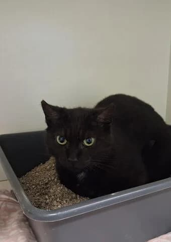 Oskar, male 3yo mixed breed for adoption at Tierheim Aachen, Aachen