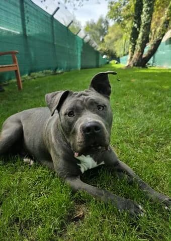 Cino, male 7yo Staffordshire Bull Terrier for adoption at Tierheim Aachen, Aachen