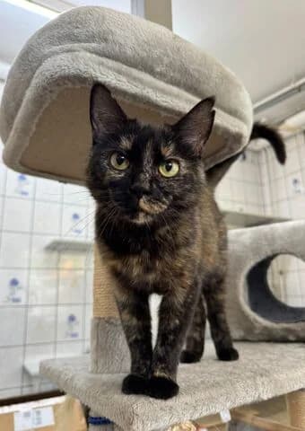 Rita, female young mixed breed for adoption at Tierheim Aachen, Aachen