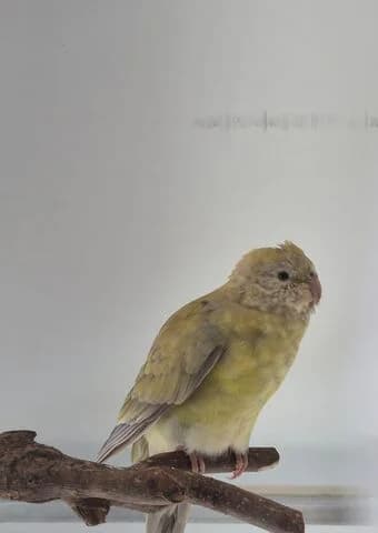 Goji, female mixed breed for adoption at Tierheim Aachen, Aachen