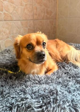 Merlin, gold male 6yo mixed breed for adoption at Tierheim Aachen, Aachen
