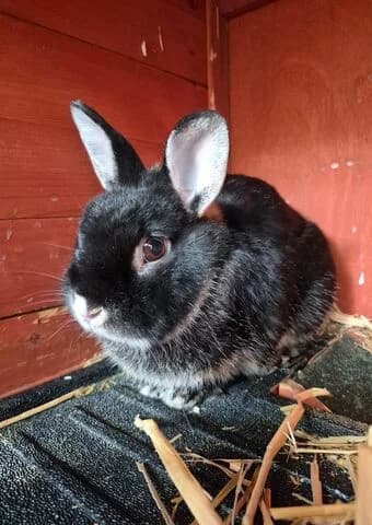 Mars, male 4yo mixed breed for adoption at Tierheim Aachen, Aachen