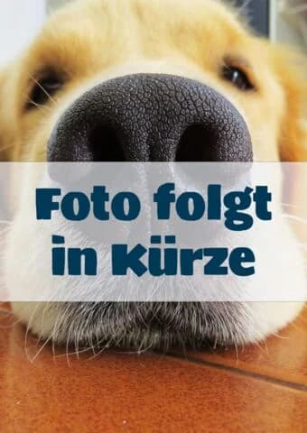 Sobet, female mixed breed for adoption at Tierheim Aachen, Aachen