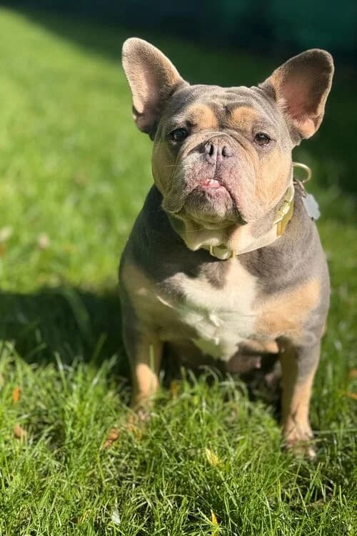 Amy, female young French Bulldog for adoption at Tierheim Aachen, Aachen