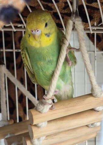 Pina, female mixed breed for adoption at Tierheim Aachen, Aachen