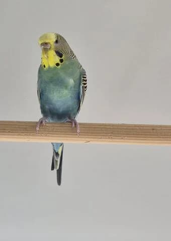 Nilli, female mixed breed for adoption at Tierheim Aachen, Aachen