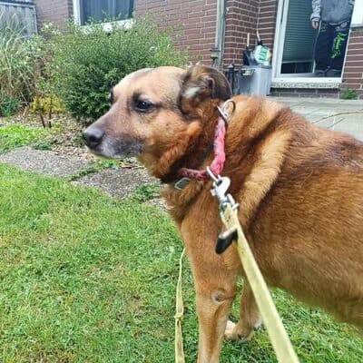 Freddy, Braun male senior Mixed Breed for adoption at Tierheim Ahlen, Ahlen