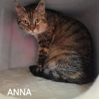 Anna, getigert mit Rot female puppy mixed breed for adoption at Tierheim Ahlen, Ahlen