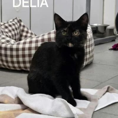 Delia, schwarz/schildpatt female puppy mixed breed for adoption at Tierheim Ahlen, Ahlen