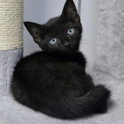 Pesto, schwarz male puppy mixed breed for adoption at Tierheim Ahlen, Ahlen