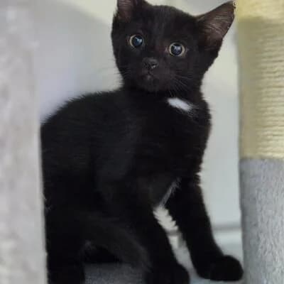Pepper, schwarz female puppy mixed breed for adoption at Tierheim Ahlen, Ahlen